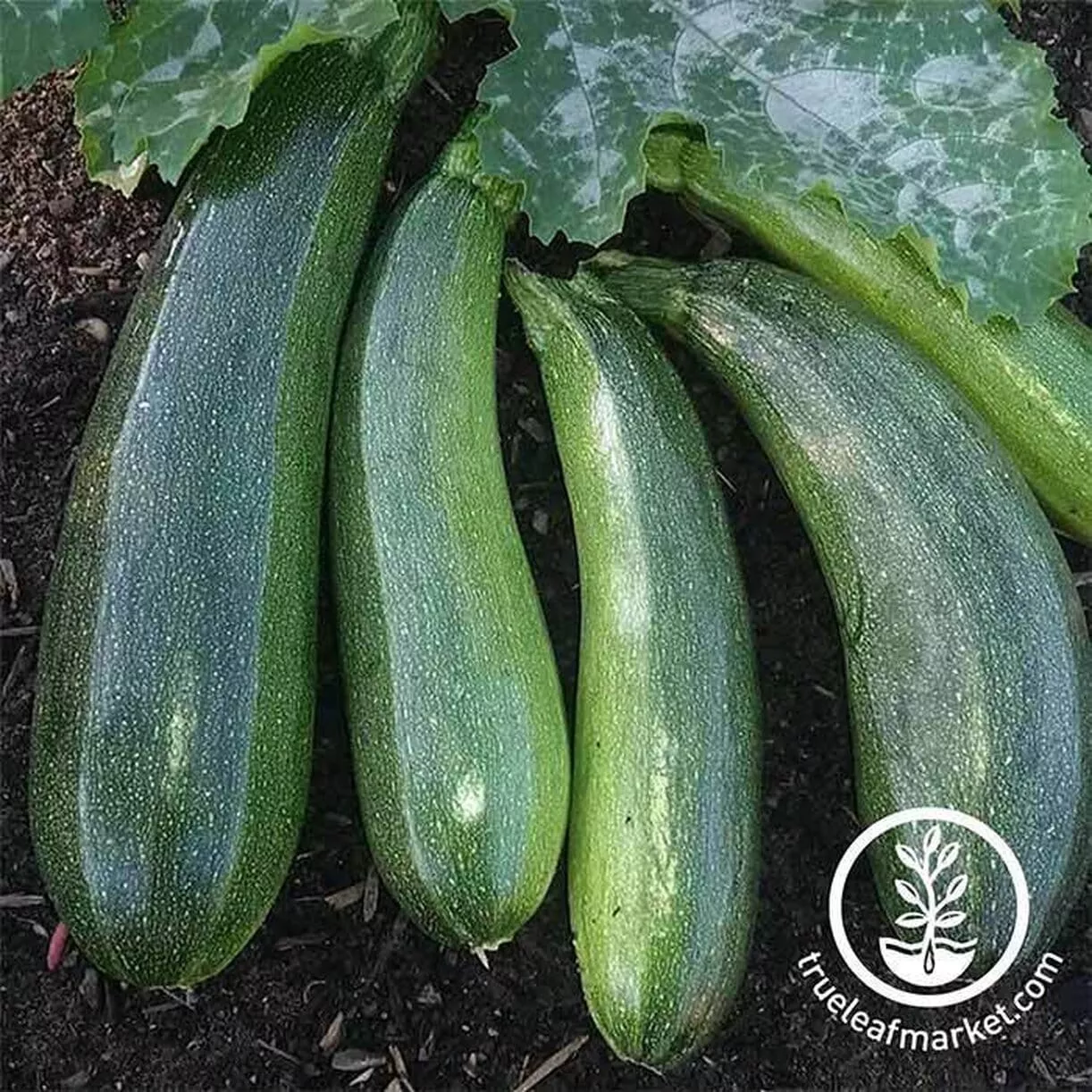 zucchini-garden-seeds-elite-hybrid Zucchini Garden Seeds - Elite Hybrid