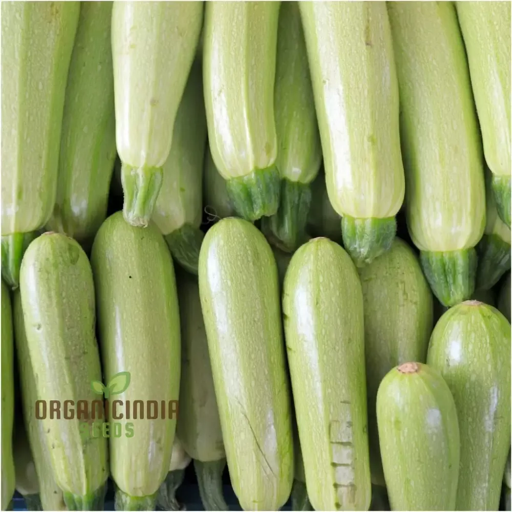 zucchini-grey-lebanese-seeds-planting-premium-quality-gardening-seeds Zucchini - Grey (Lebanese) Seeds for Planting - Premium Quality Gardening Seeds