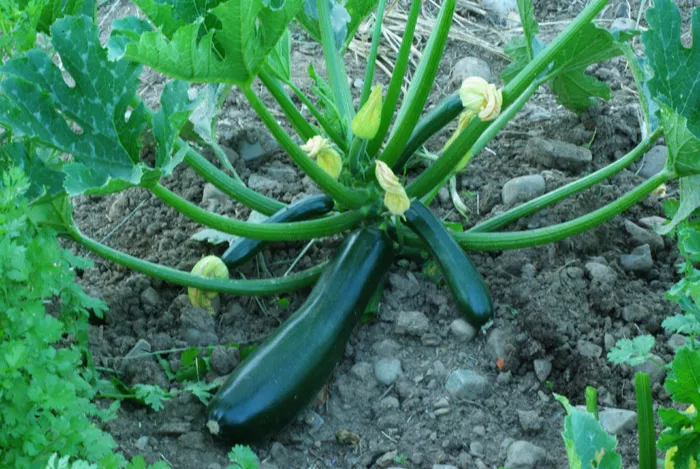 zucchini-midnight-lightning-cucurbita-pepo-packet-10-seeds-organic Zucchini, Midnight Lightning (Cucurbita pepo), packet of 10 seeds, organic