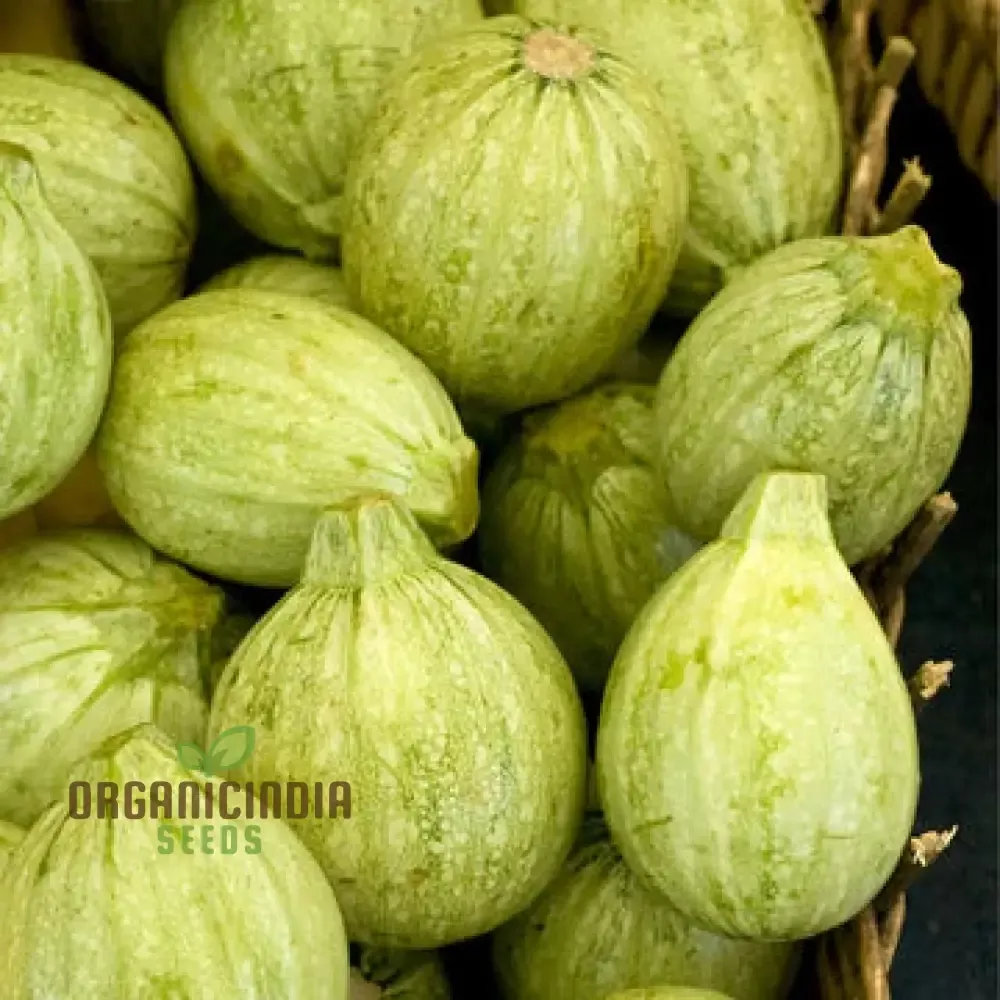 zucchini-ronde-de-nice-seeds-planting-gardening-premium-quality-organic-heirloom Zucchini - Ronde De Nice Seeds for Planting, Gardening - Premium Quality Organic Heirloom Vegetable Seeds