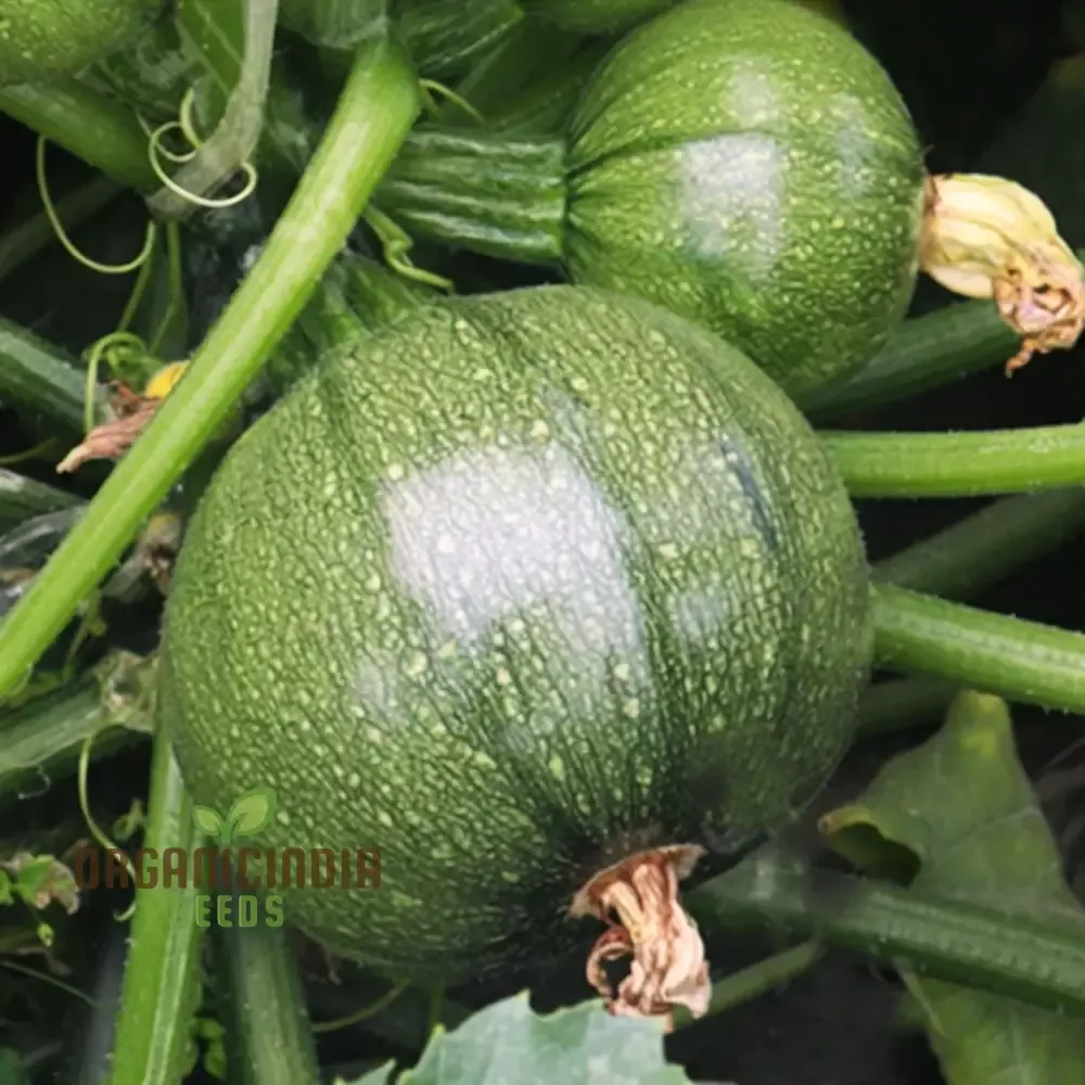 zucchini-squash-round-hybrid-seeds-elevate-your-gardening-experience-with-nutrit Zucchini Squash Round Hybrid Seeds, Elevate Your Gardening Experience with Nutritious, Flavorful Produce