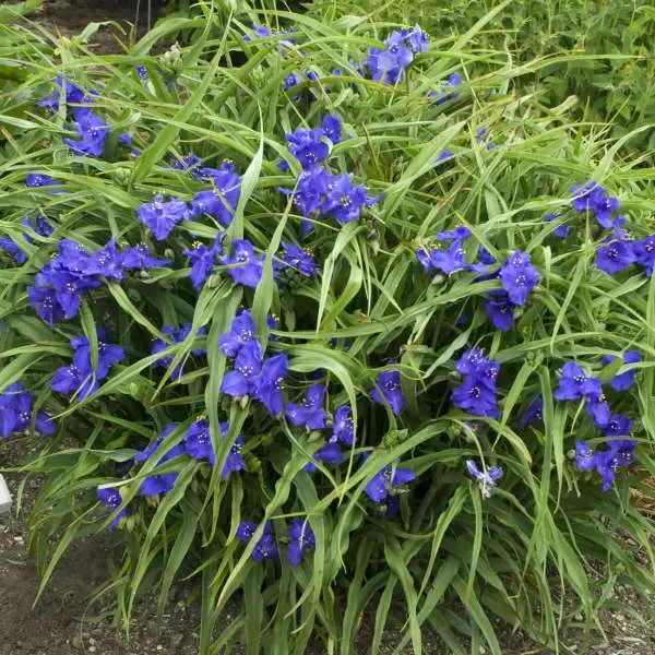 zwanenburg-blue-spiderwort Zwanenburg Blue Spiderwort