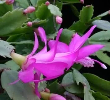 zygocactus-purple-flower-seeds-planting Zygocactus Purple Flower seeds for Planting