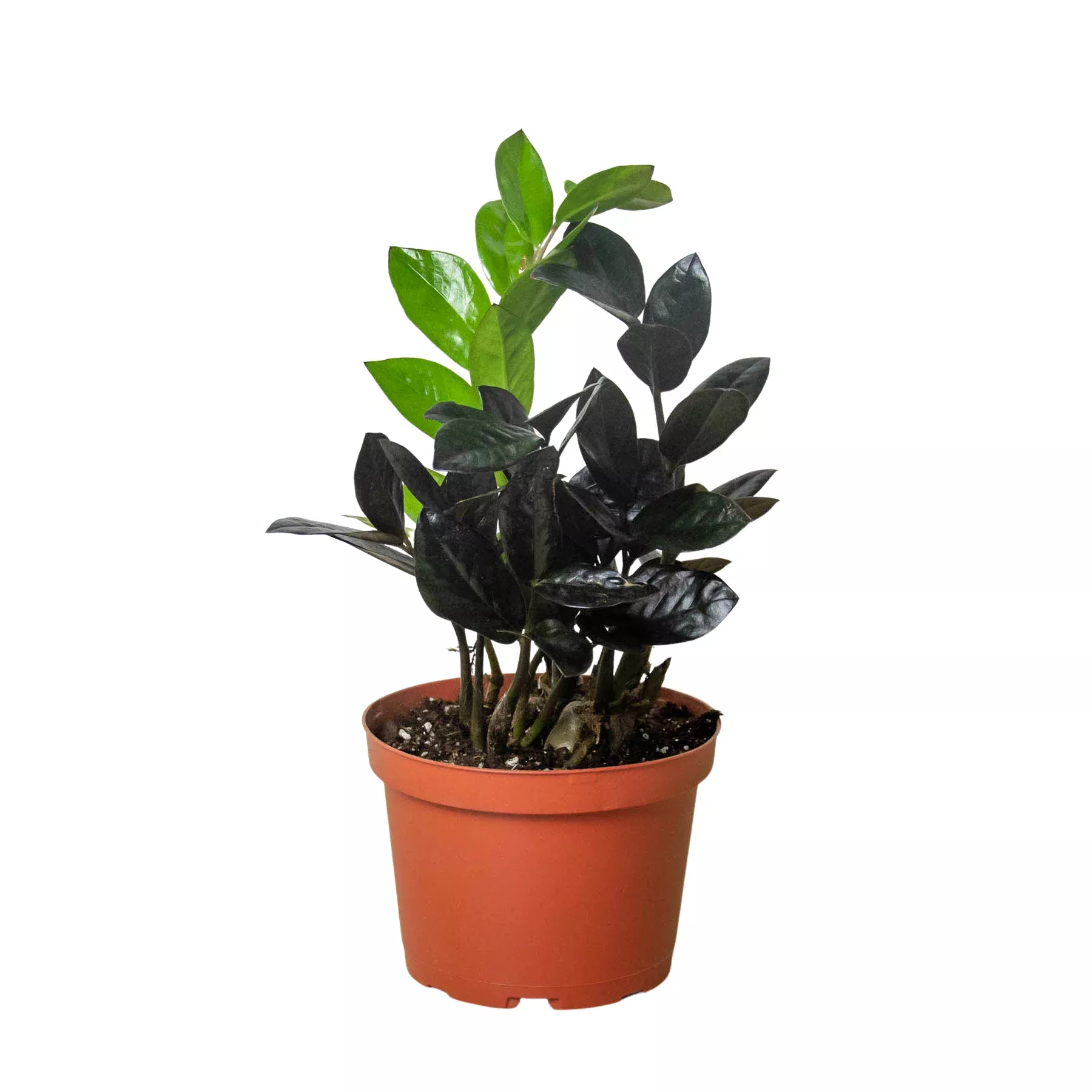 zz-zamioculcas-black-queen ZZ Zamioculcas 'Black Queen'
